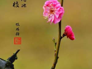 抖音热歌《梅花真情绽放》：探寻梅花与抖音情缘的深情旋律