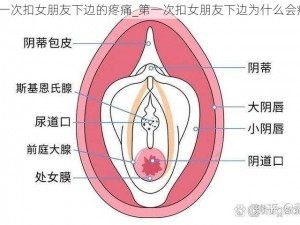 第一次扣女朋友下边的疼痛_第一次扣女朋友下边为什么会疼？