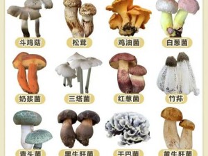 17c爆料独家揭秘蘑菇,17c 爆料独家揭秘：蘑菇里的惊人秘密