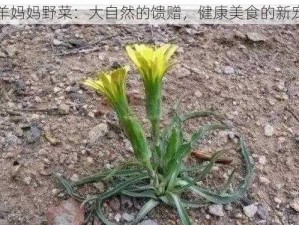 羊妈妈野菜：大自然的馈赠，健康美食的新宠