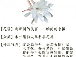 优昙花位置一览：探寻美丽奇花之地，尽览生态之美，尽享自然之韵