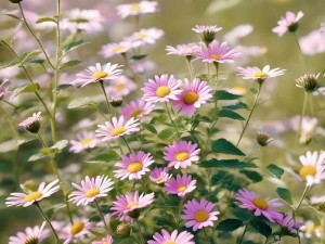 野花韩国高清在线观看视频-野花韩国高清在线观看视频，资源丰富，免费观看