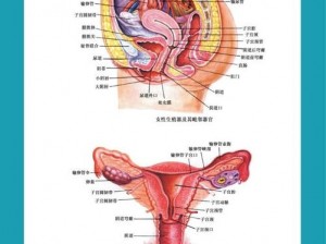 免费看女性私密部位高清特写，女性生殖系统构造深度解析