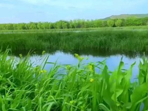 青青河边草直播免费观看高清、青青河边草直播免费观看高清，无遮挡无限制，精彩内容不容错过