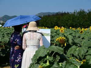 向日葵紫阳花采摘的茜、向日葵紫阳花采摘的茜之盛夏的花田秘境