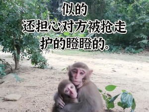 两个人生猴子不爱妹子_为什么两个人生猴子却不爱妹子？