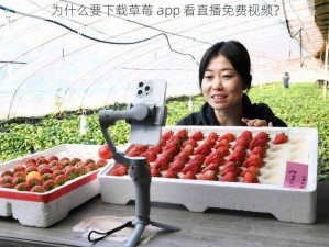 为什么要下载草莓 app 看直播免费视频？