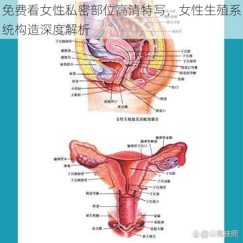 免费看女性私密部位高清特写，女性生殖系统构造深度解析