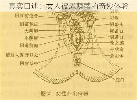 真实口述：女人被添荫蒂的奇妙体验