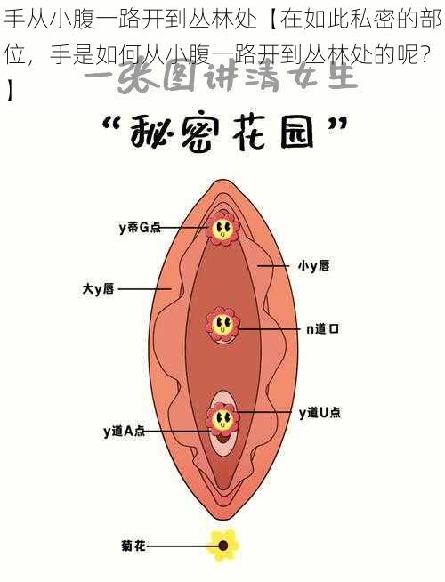 手从小腹一路开到丛林处【在如此私密的部位，手是如何从小腹一路开到丛林处的呢？】