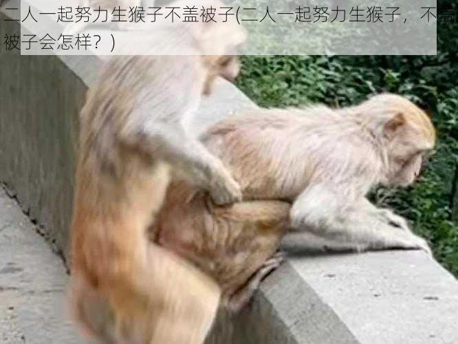 二人一起努力生猴子不盖被子(二人一起努力生猴子，不盖被子会怎样？)