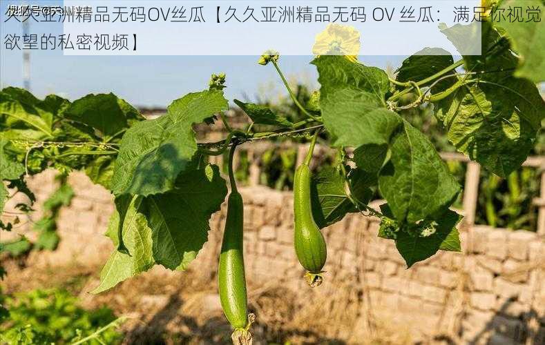 久久亚洲精品无码OV丝瓜【久久亚洲精品无码 OV 丝瓜：满足你视觉欲望的私密视频】