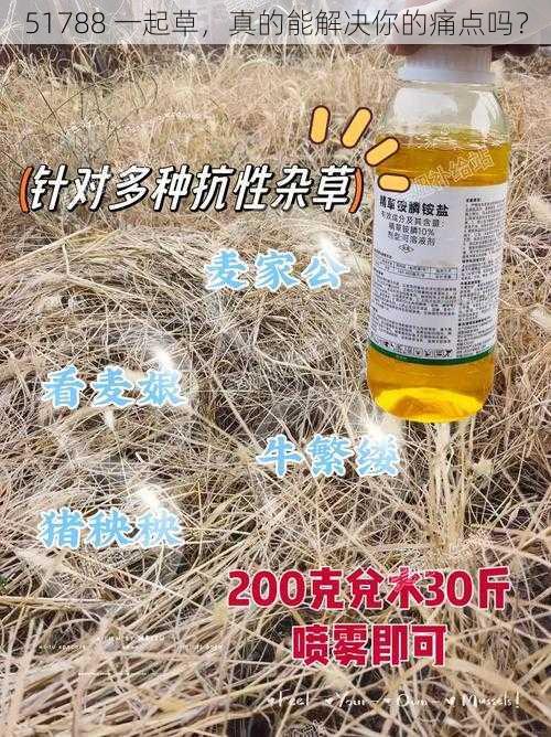 51788 一起草，真的能解决你的痛点吗？