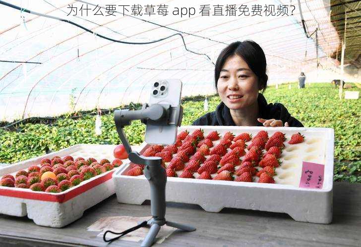 为什么要下载草莓 app 看直播免费视频？