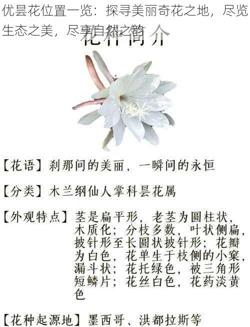 优昙花位置一览：探寻美丽奇花之地，尽览生态之美，尽享自然之韵